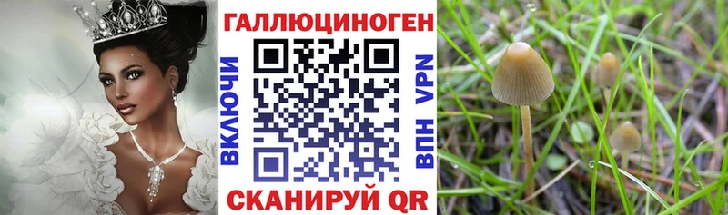 Псилоцибиновые грибы Psilocybe  Медногорск 